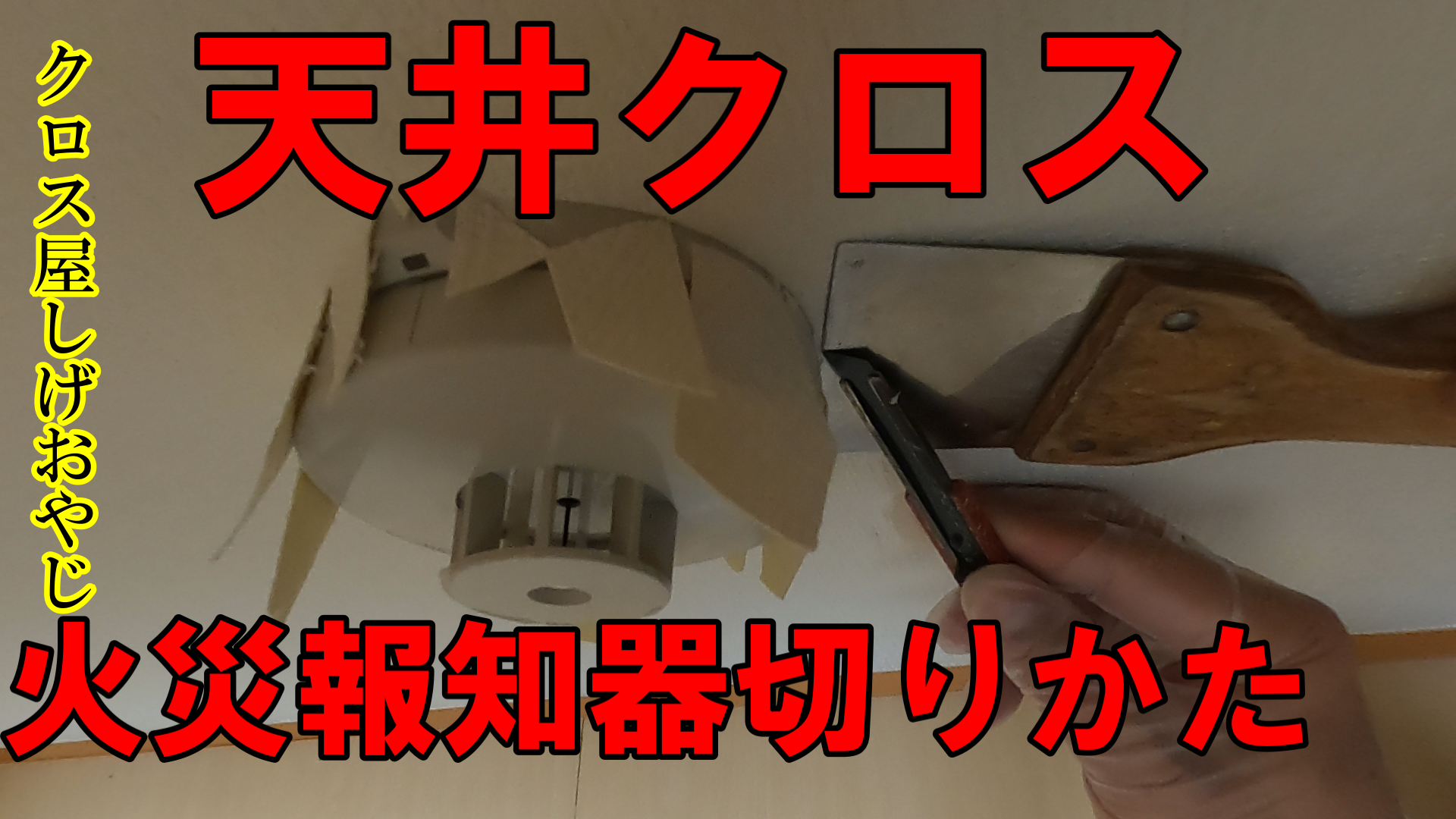 動画 400年に１度咲く花 チベットの パゴタ 実は沖縄の花で ゴバンノアシ しげおやじ日記